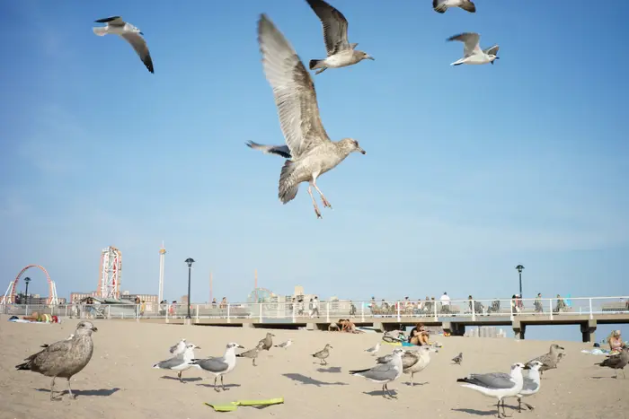Seagulls in Coney Island